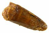 Serrated, Raptor Premaxillary Tooth - Real Dinosaur Tooth #332635-1